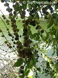 معرفی و راهنمای پرورش درختان میوه - زردآلوی گرمسیری